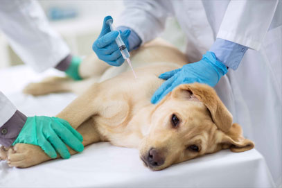 Gençlik Hastalığı (Canine Distemper)